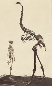 男とモア、1870年頃（アルブメンプリント）